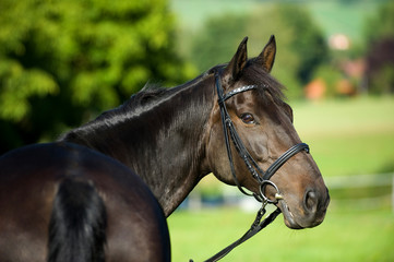 Warmblut mit Trense