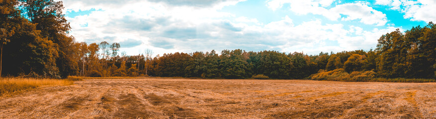 giant 180 degree panorama of cornfield with forest