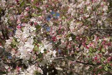 Blossoms of apple tree in spring in sunny day