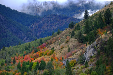 Mountains Forest Autumn Fall Trees and Pines Wilderness