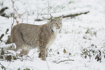 lynx in winter © picture.jacker