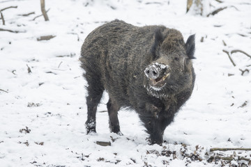 tusker in the snow