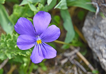 Close-up of a flowering blue/purple wild pansy (Viola tricolor) on blurred natural background. Selective focus