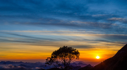 Sunrise and Sunset Tree