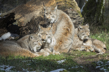 resting lynx family