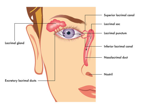 Medical illustration of the anatomy of the lacrimal apparatus