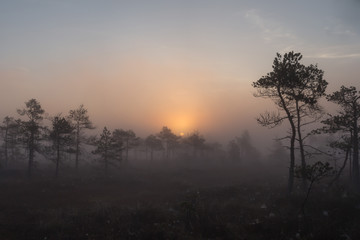 Sunrise at swamp with small pine trees covered in early morning.