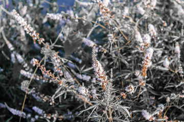 White flower texture and orange details