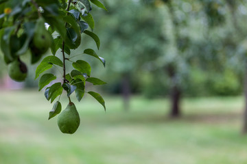 Pear hanging from a pear tree
