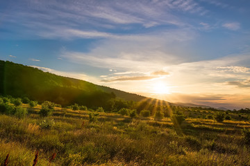 atmospheric landscape of walnut grove at sunset