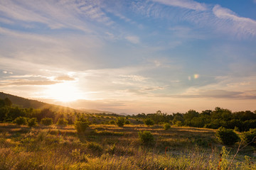 Obraz premium the scenery is beautiful olive groves at sunset