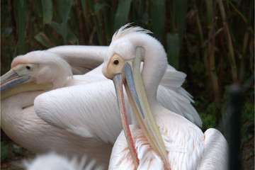 Pelikan bei der Pflege