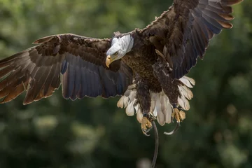 Crédence de cuisine en verre imprimé Aigle Falconry. American bald eagle bird of prey landing at display.