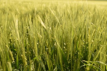 barley Field