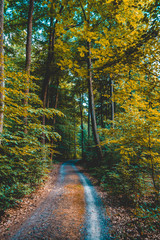 lone road in a forest with some fallen leafs