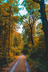 beautiful rural road in a autumn forest