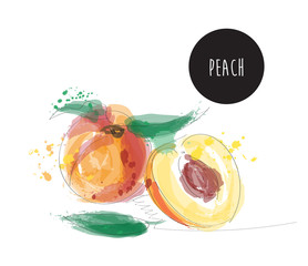 peach watercolor vector illustration. hand drawn peaches. 