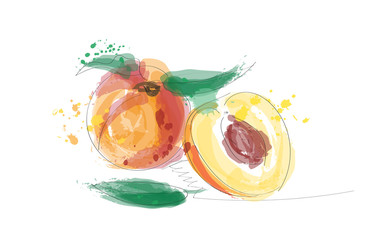 Fototapeta na wymiar peach watercolor vector illustration. hand drawn peaches. 