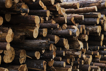 illegal felling of trees in the forest. ecology concept.