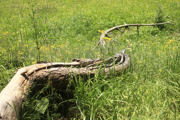 Paysages montagnards des Vosges