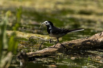 Bachstelze mit Libelle im Schnabel 