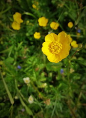 Buttercup