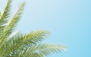 Obraz premium Palm trees with large leaves on a clear sunny summer day.