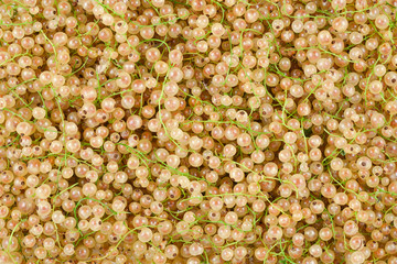 White juicy currants background. Top view. Healthy food.