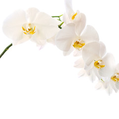 Naklejka na ściany i meble Beautiful white orchid flowers isolated on white