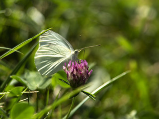 motyl © Henryk Olszewski