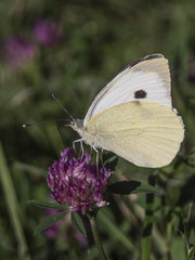 motyl © Henryk Olszewski