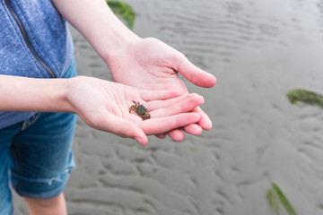 Close-up of girl's hands holding small green crab while standing on beach at low tide