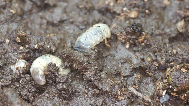 two beetle larva are burrowing the muddy soil
