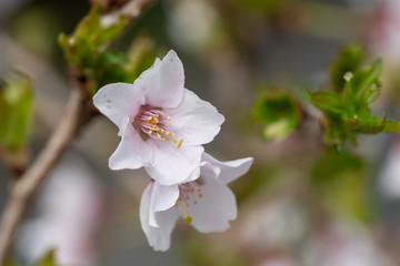 Fuji cherry, Prunus incisa