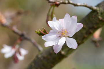 Higan cherry, Prunus subhirtella