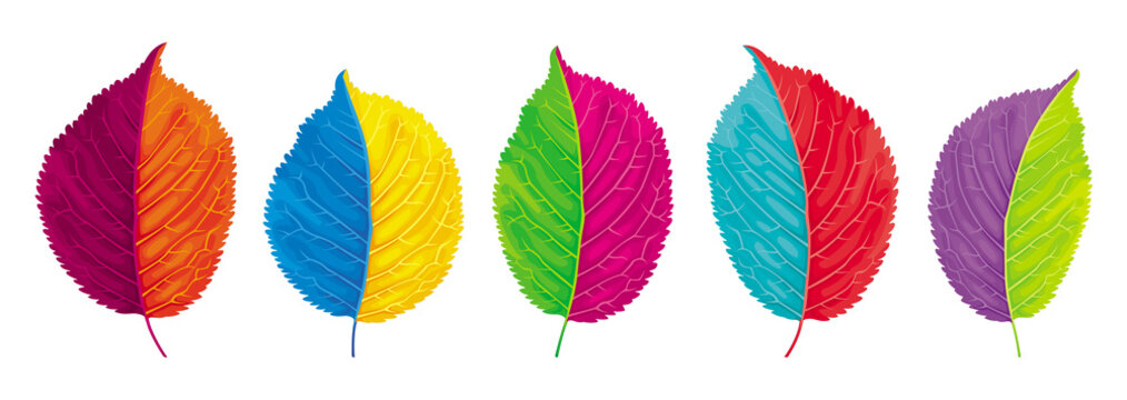 Colorful leaves vector set
