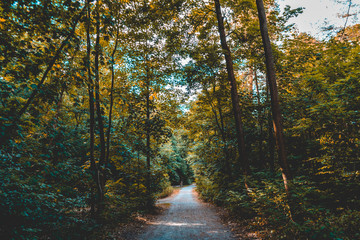 lone path in a darken forest
