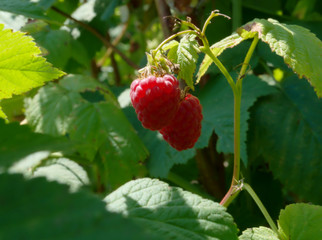 harvesting, red berry, growing on a bush, juicy raspberries