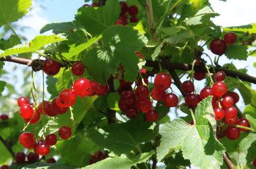 red currant, ripe berry, hanging on a branch