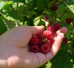 tearing raspberries, harvesting, red berry, growing on a bush, juicy raspberries