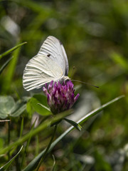 motyl © Henryk Olszewski