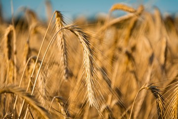 Premature ripe barley in Brandenburg / Germany