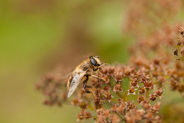 Dung fly on top of a brown flower with green backdrop