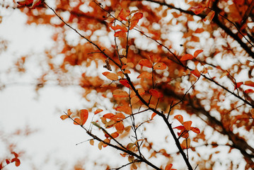 Autumn Leaves
