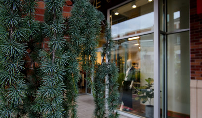 Obraz na płótnie Canvas Fir branches on a column near shopping window with a mannequin