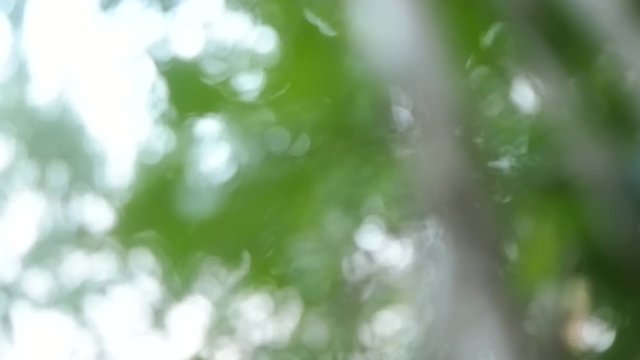 Abstract green leaves on tree, fading into focus