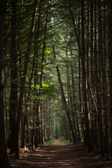 Obraz premium Forest path flanked by tall trees with the sun seeping in