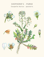 Botanical illustration of a herb of Shepherd's purse (Capsella b - obrazy, fototapety, plakaty