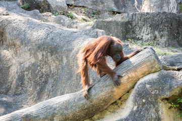 View of orangutan © gumbao