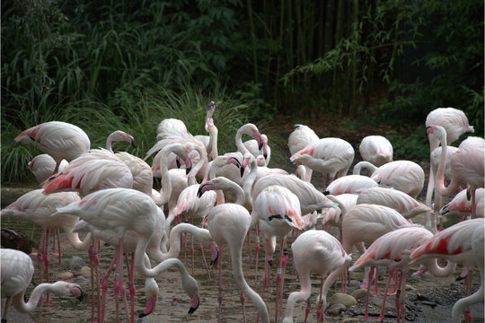 Flamingos beim Fressen